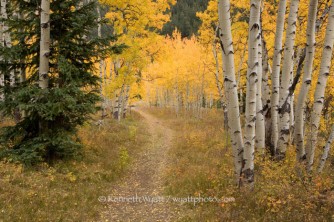 aspen, forest, trail, Aspen, Colorado, fall, fall color